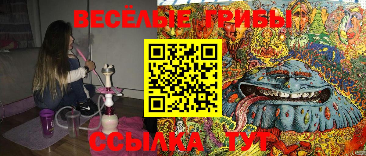 Псилоцибиновые грибы Psilocybe Гулькевичи